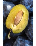 Слива домашняя Угорка (поздняя) | Слива домашня Угорка (пізня) | Prunus domestica Hungarian